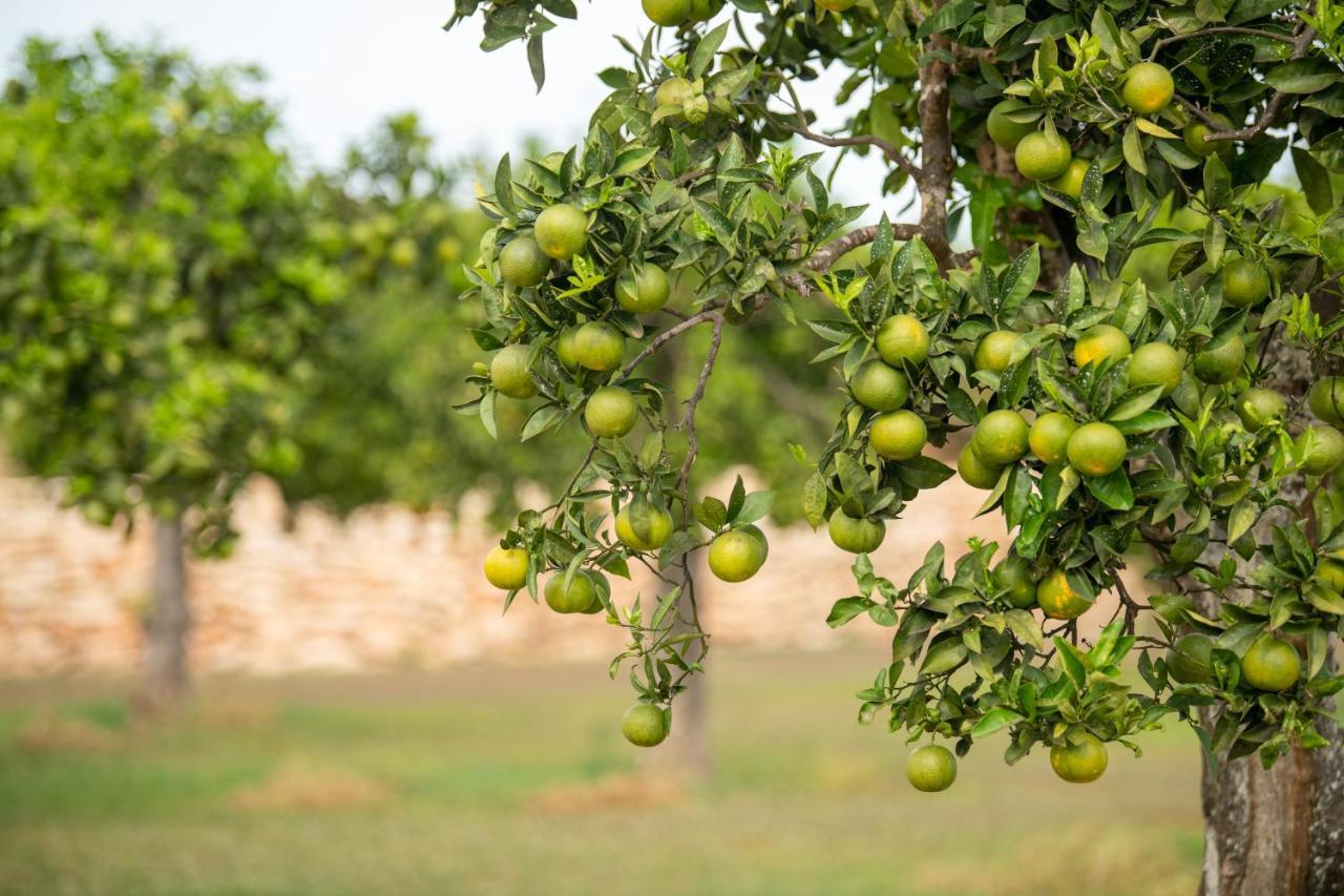 Agroturismo Safragell Ibiza Suites & Spa Sant Llorenc de Balafia Eksteriør billede